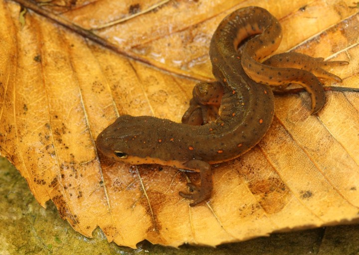 Central Newt